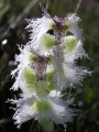 Huttonea grandiflora