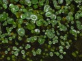 Hydrocotyle sp.