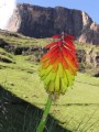 Kniphofia and Sentinel