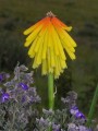 Kniphofia porphyrantha