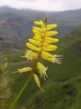 Kniphofia sp.