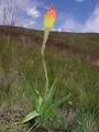 Kniphofia sp.2