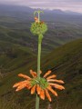 Leonotis intermedia