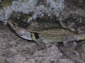 Lizard