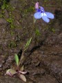 Lobelia sp.