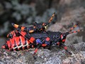 Locusts