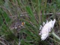 Long tongue fly on Scabiosa