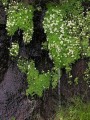 Moist rocks