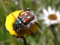 Monkey Beetle