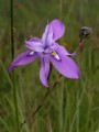 Moraea sp.