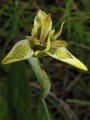 Moraea trifida