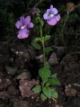 Nemesia sp.