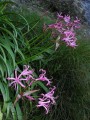 Nerine bowdenii