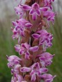 Satyrium neglectum 2