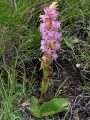 Satyrium neglectum