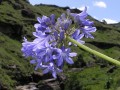 Agapanthus campanulatus