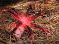 Alien fungus