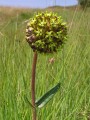 Asclepias macropus