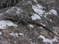 Cryptic Agama