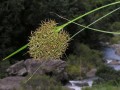 Cyperus sp.