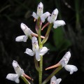 Disa oreophila 2