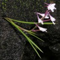 Disa oreophila