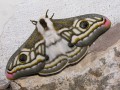Emperor Moth