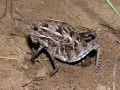 Grasshopper lying eggs