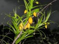 Littonia modesta