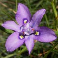 Moraea inclinata