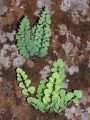 Pallaea calomelanos