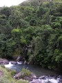 Pristine forest