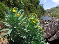 Senecio sp.