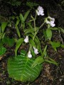 Streptocarpus pusillus
