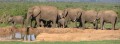 African elephant 2