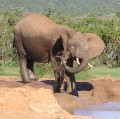 African elephant 4