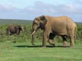 African elephant 5