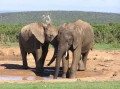 African elephant 6