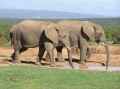 African elephant 7