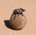 Dung beetle