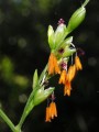 Flowering grass