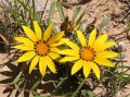 Gazania sp.