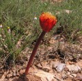 Haemanthus sp.