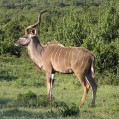 Kudu