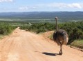 Ostrich 1