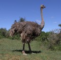 Ostrich 3