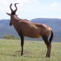 Red hartebeest