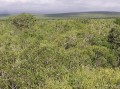 Shruby vegetation
