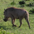 Warthog