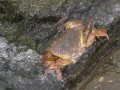 Crab